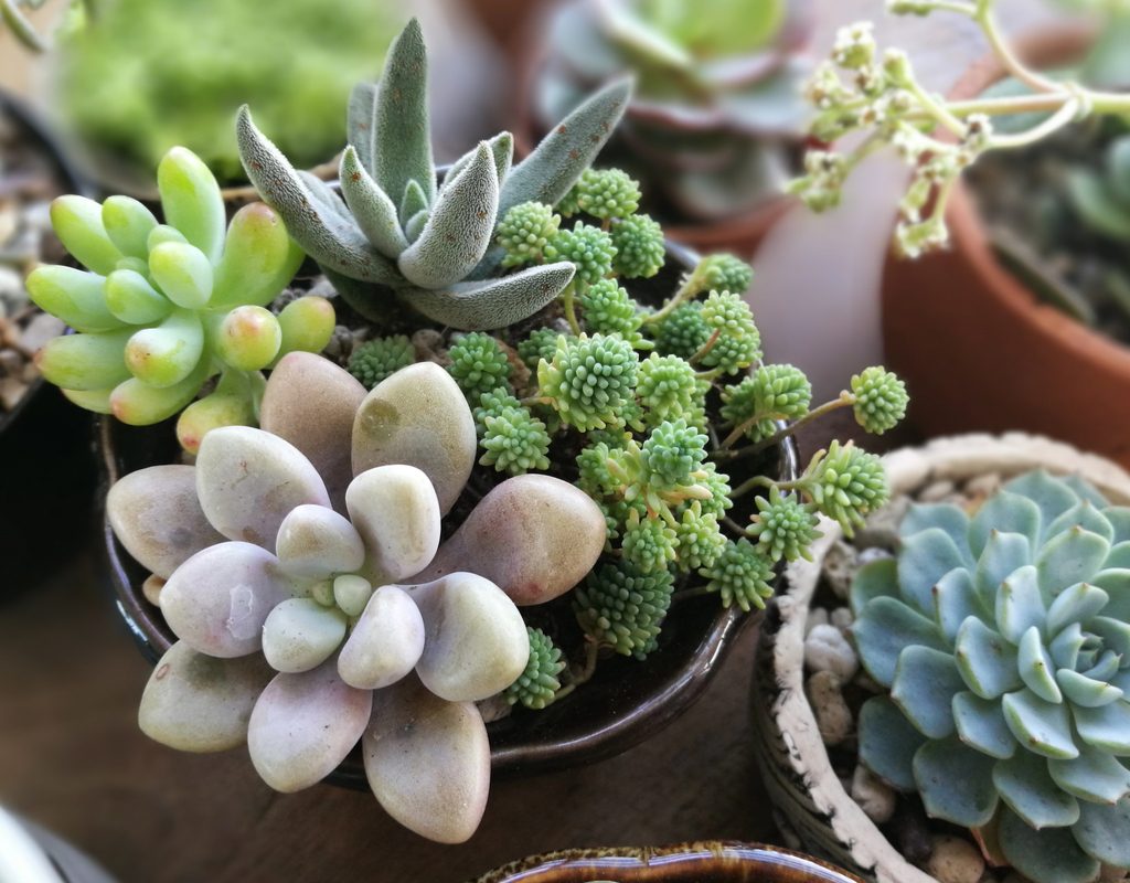 An assortment of different succulents
