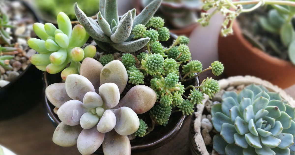 The best indoor succulents for your home | HappySprout