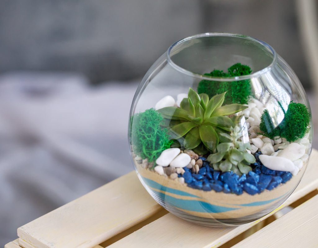 A succulent in a terrarium