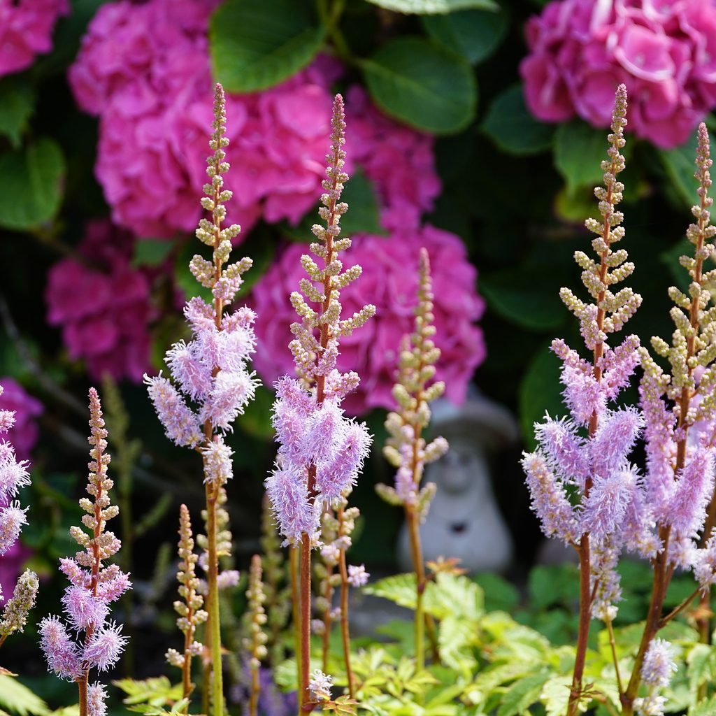 purple astilbes blooming