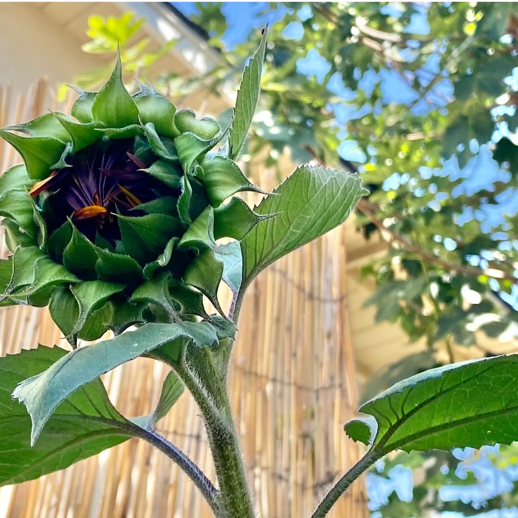 a red sunflower bud begins to peek through the leaves