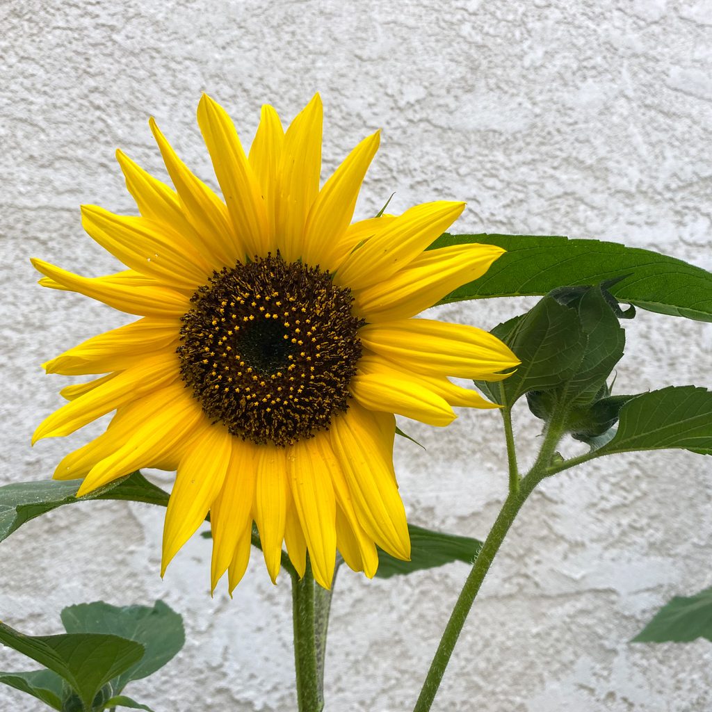 a yellow sunflower in full bloom in front of a white wall