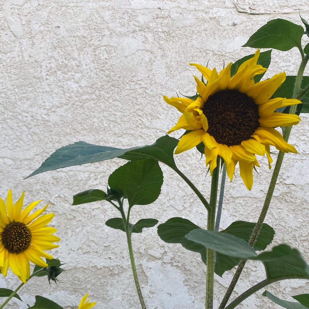 two sunflowers on two stalks bloom next to each other