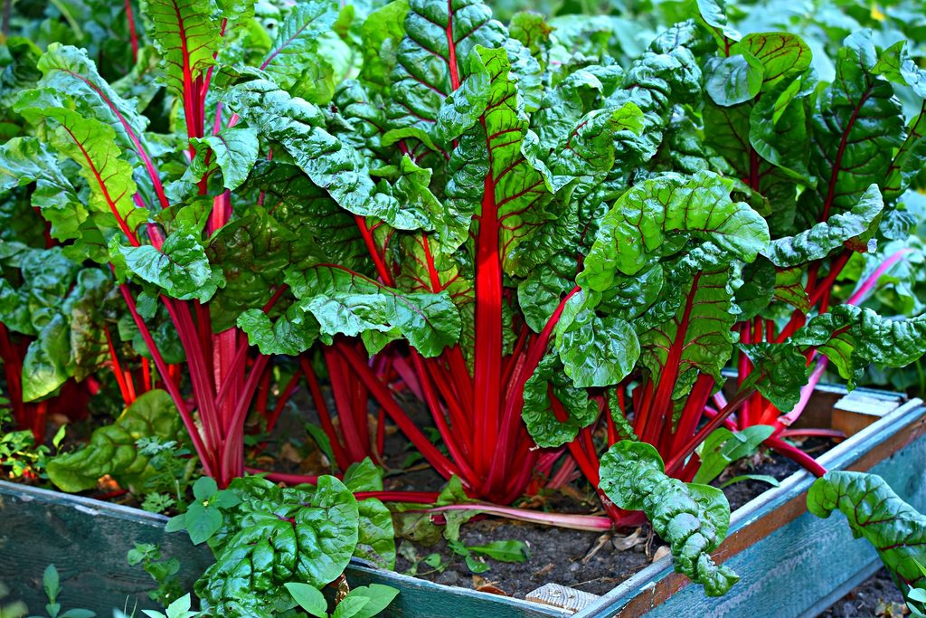 swiss chard plants