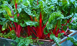 swiss chard plants