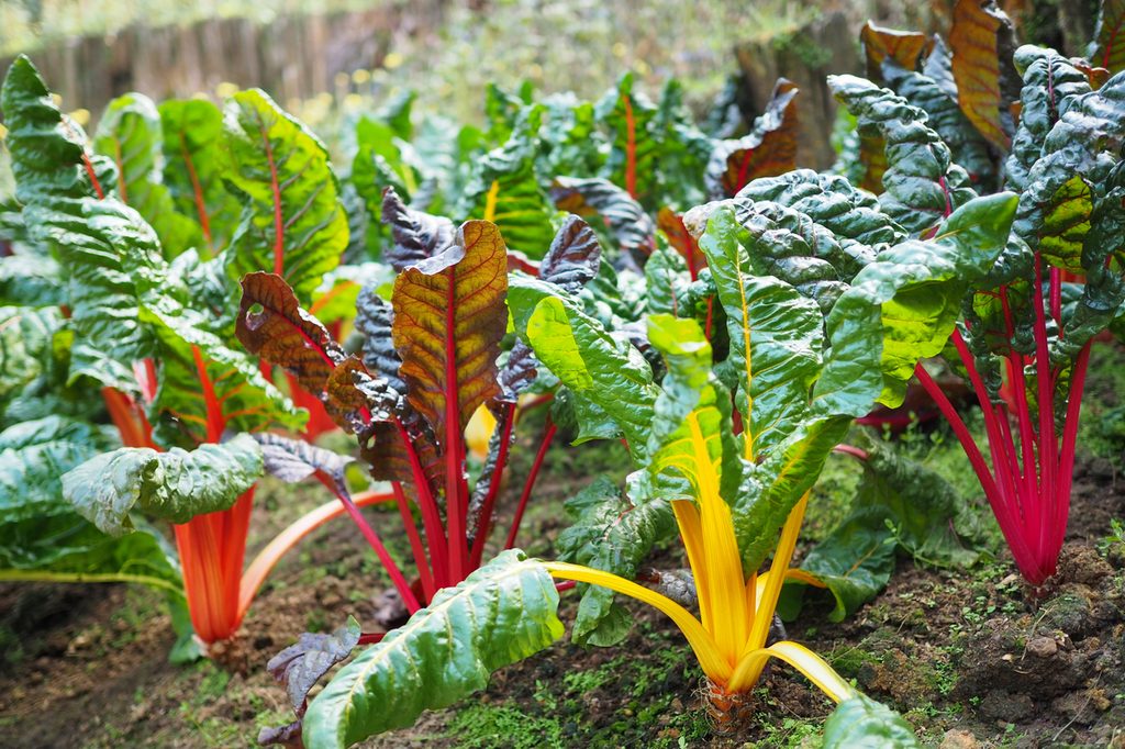 swiss chard plants