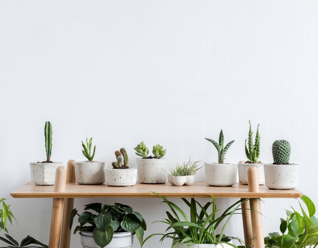 Plants displayed on a low table