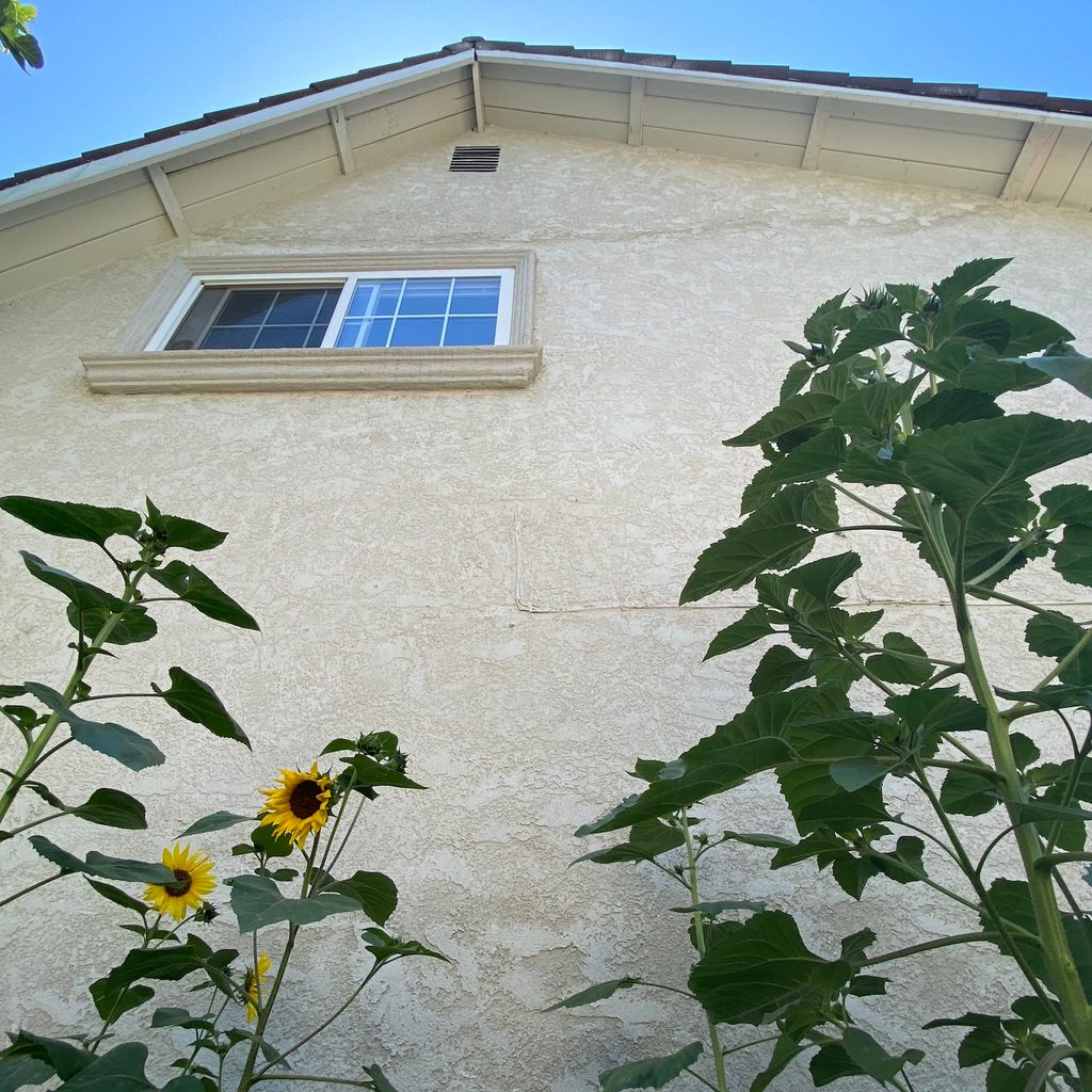 several tall sunflower stalks grow against the side of a house