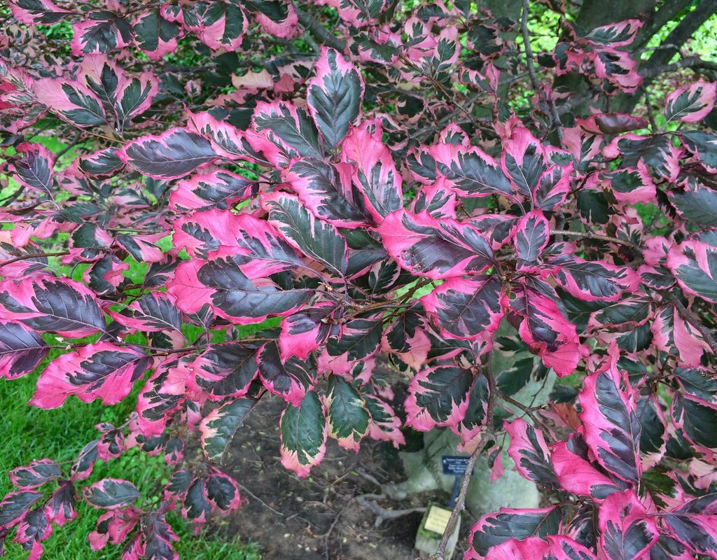 Tricolor Beech tree