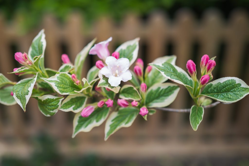 variegated weigela branch