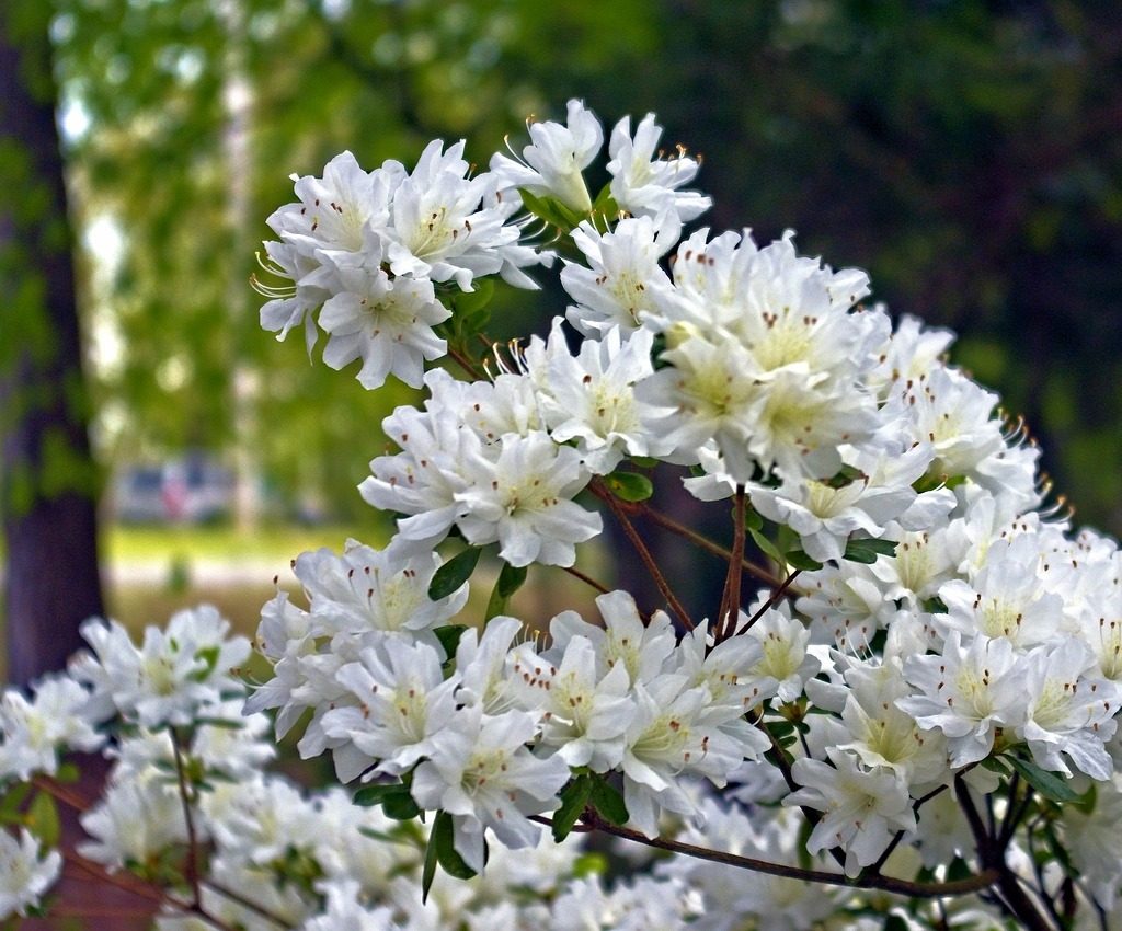 White azalea flowers