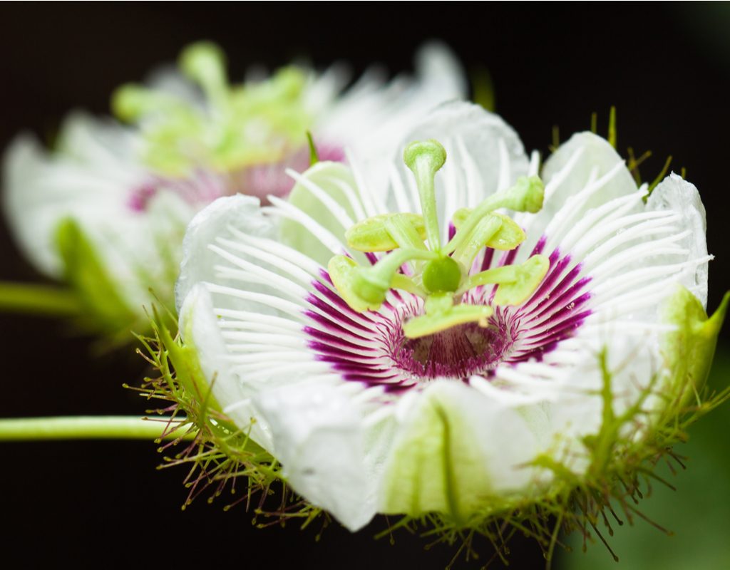 Two white passion flower blooms