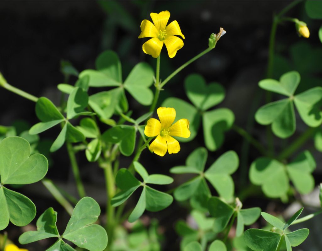 Wood sorrel with yellow flowers