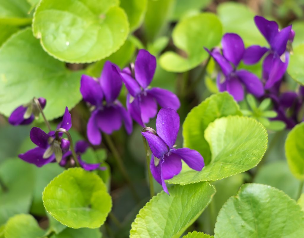 Purple wood violets