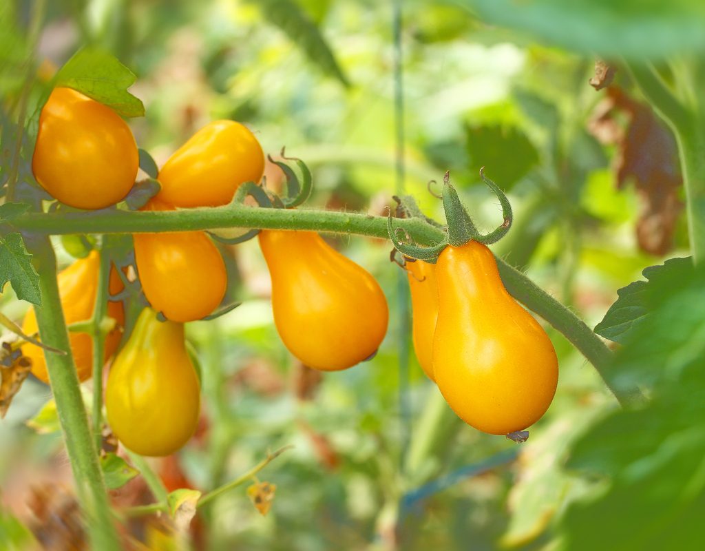 Yellow pear tomatoes growing