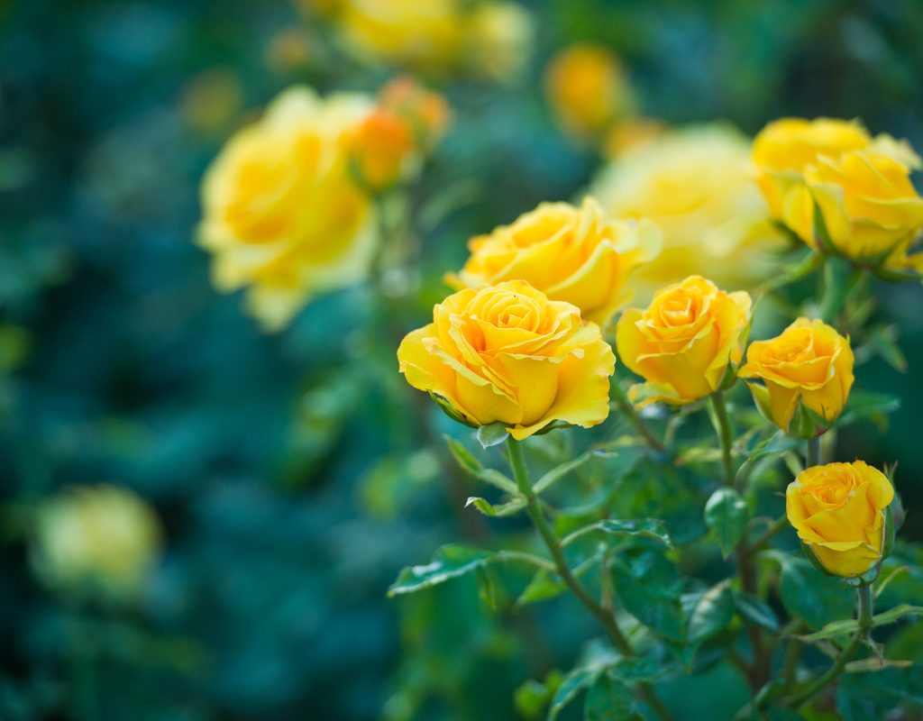 A rose plant with bright yellow blooms