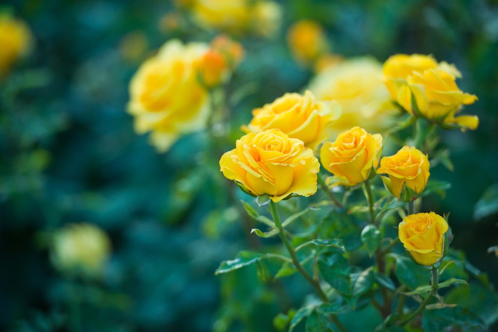 A rose plant with bright yellow blooms