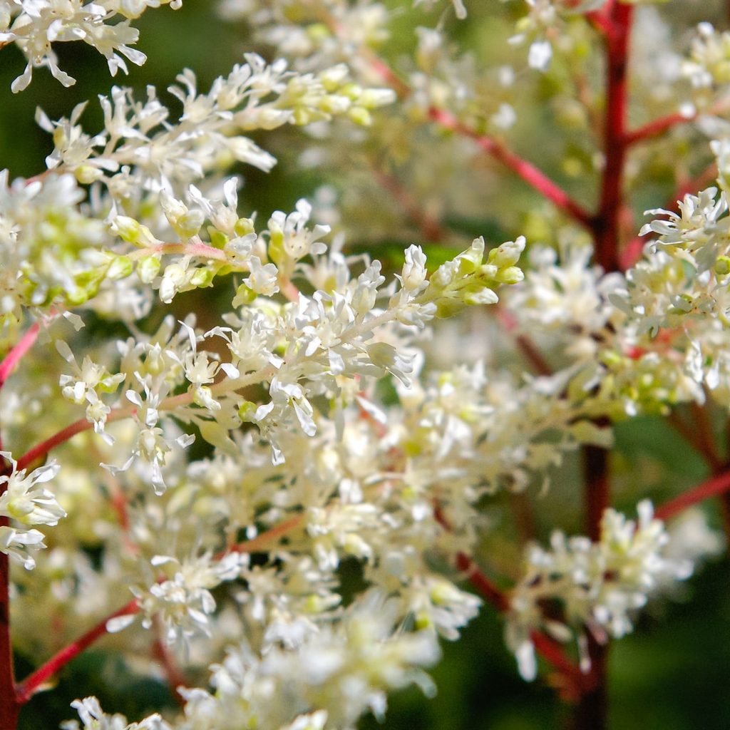 white astilbes close up