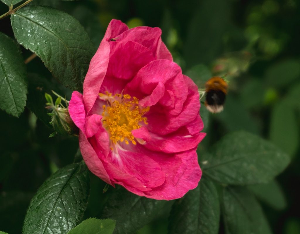 An "All the Rage" rose bush bloom