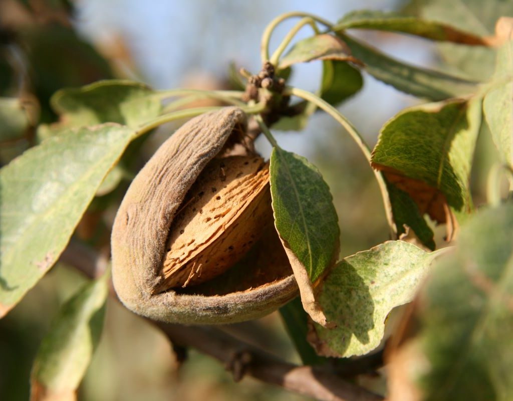 ripe almond ready for harvest
