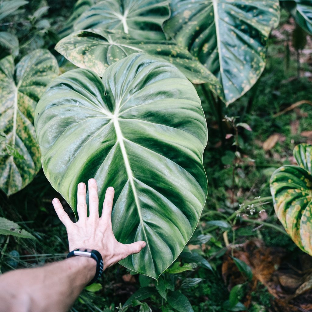 Alocasia leaves