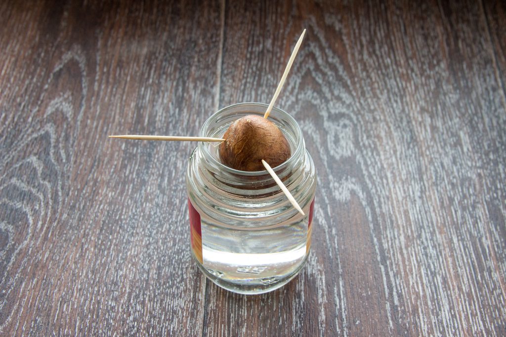 Avocado pit in a jar of water