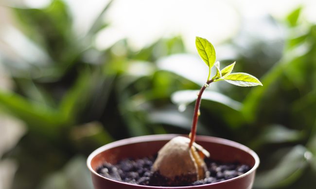 Potted avocado seedling
