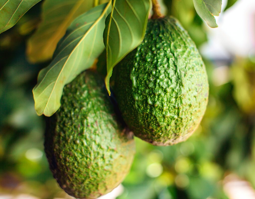 avocados growing on a tree