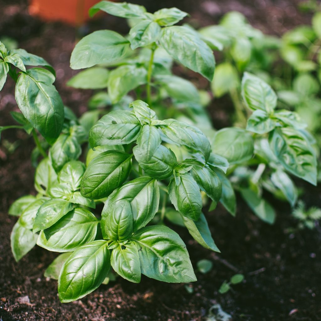 Basil plant