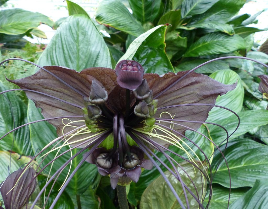 Bat plant Tacca chantrieri