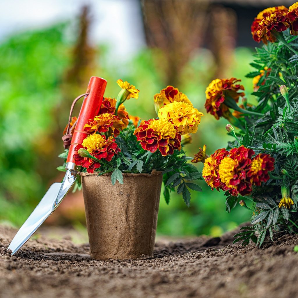 A small marigold plant in a pot, next to marigolds in a garden