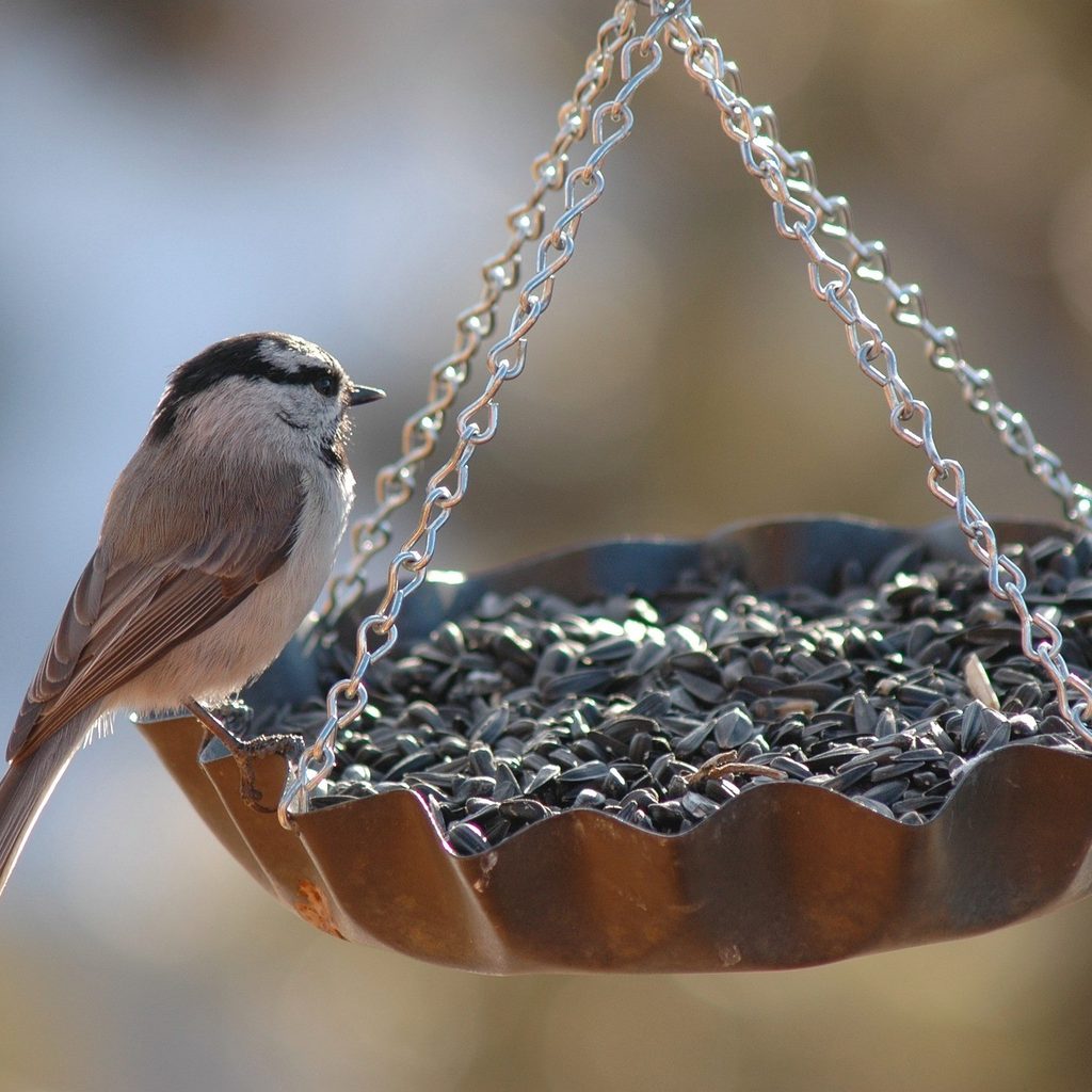 A finch eating from a bird feeder