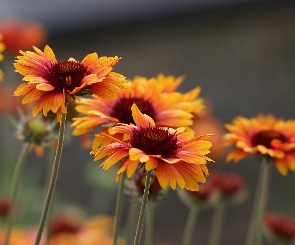 Orange and red blanket flowers