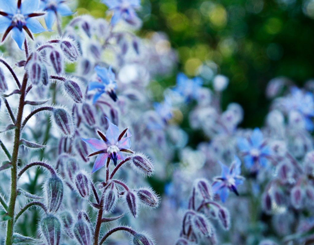 borage flowers closeup
