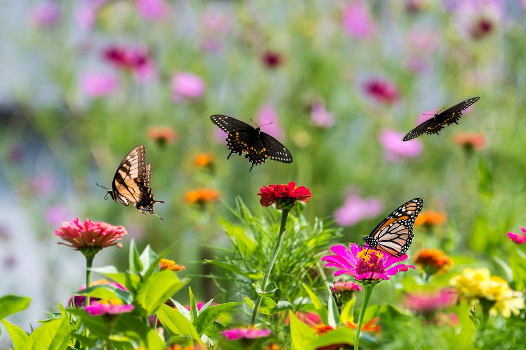 Various butterflies landing on flowers