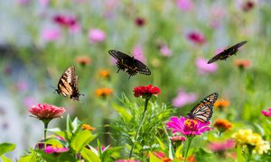 Various butterflies landing on flowers