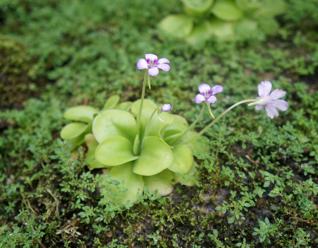 butterwort plant in a garden