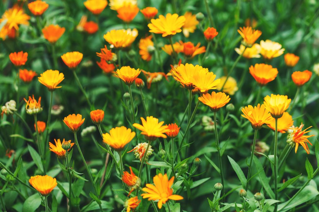 A patch of calendula flowers