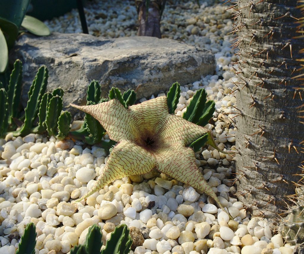 Carrion plant or starfish plant
