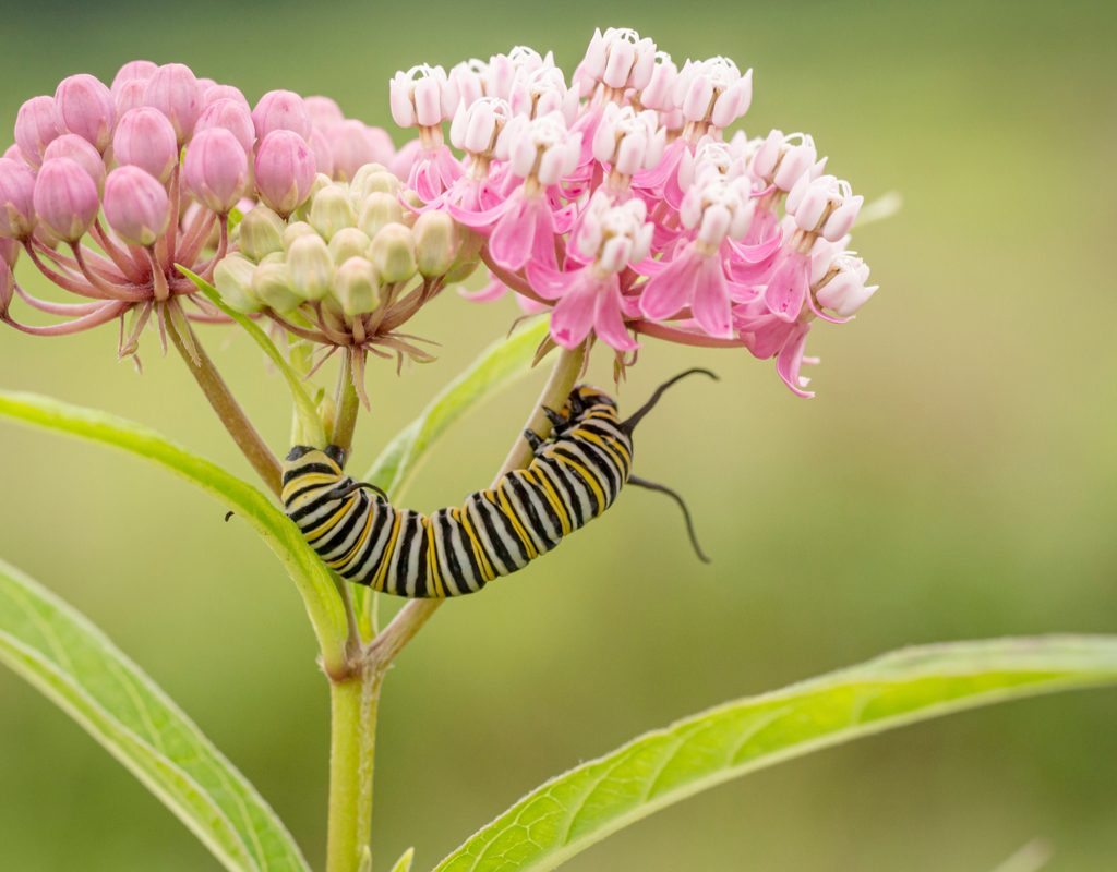 Monarch caterpillar on a milkweed flower