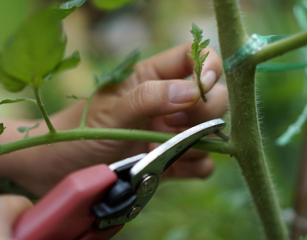 A person pruning a tomato plant