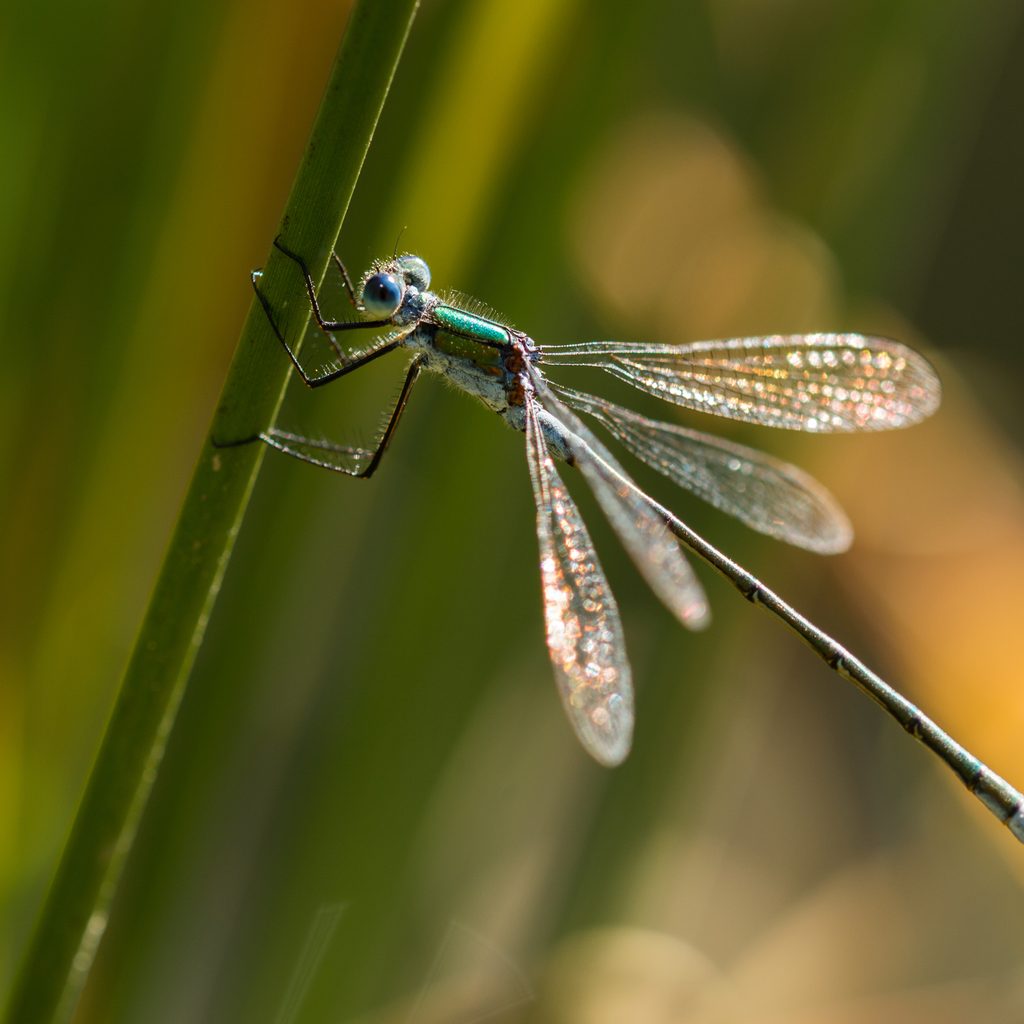 Dragonfly in wildlife pond
