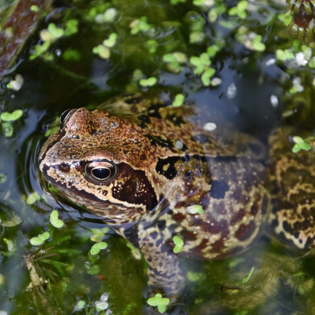 Frog swimming in wildlife pond