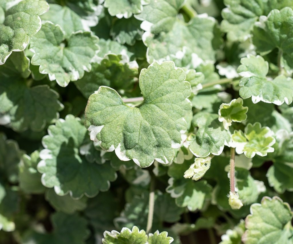 A close up of creeping charlie