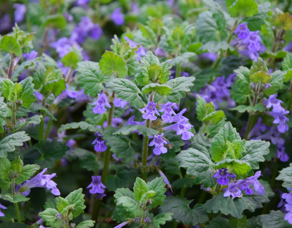 The flowers of a creeping charlie plant