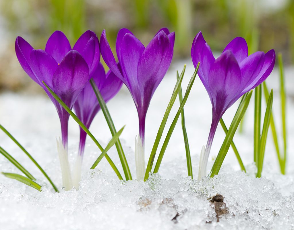 Purple crocus flowers in the snow