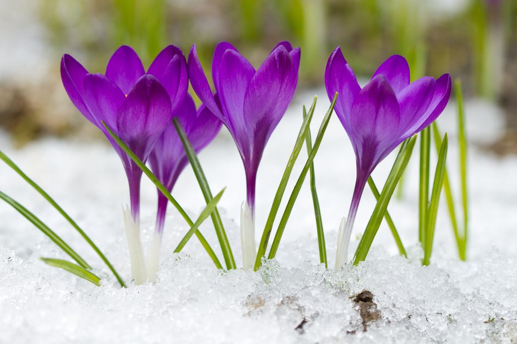 Purple crocus flowers in the snow