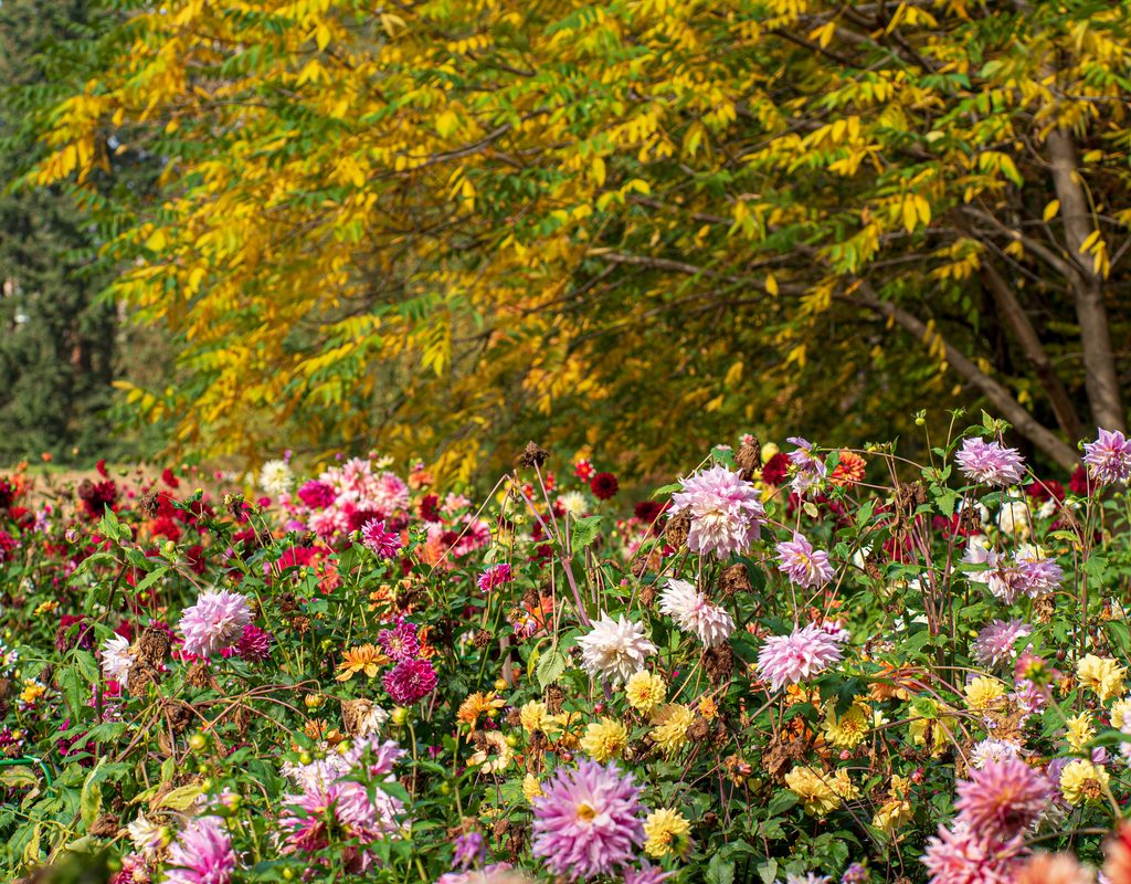 dahlias blooming in autumn
