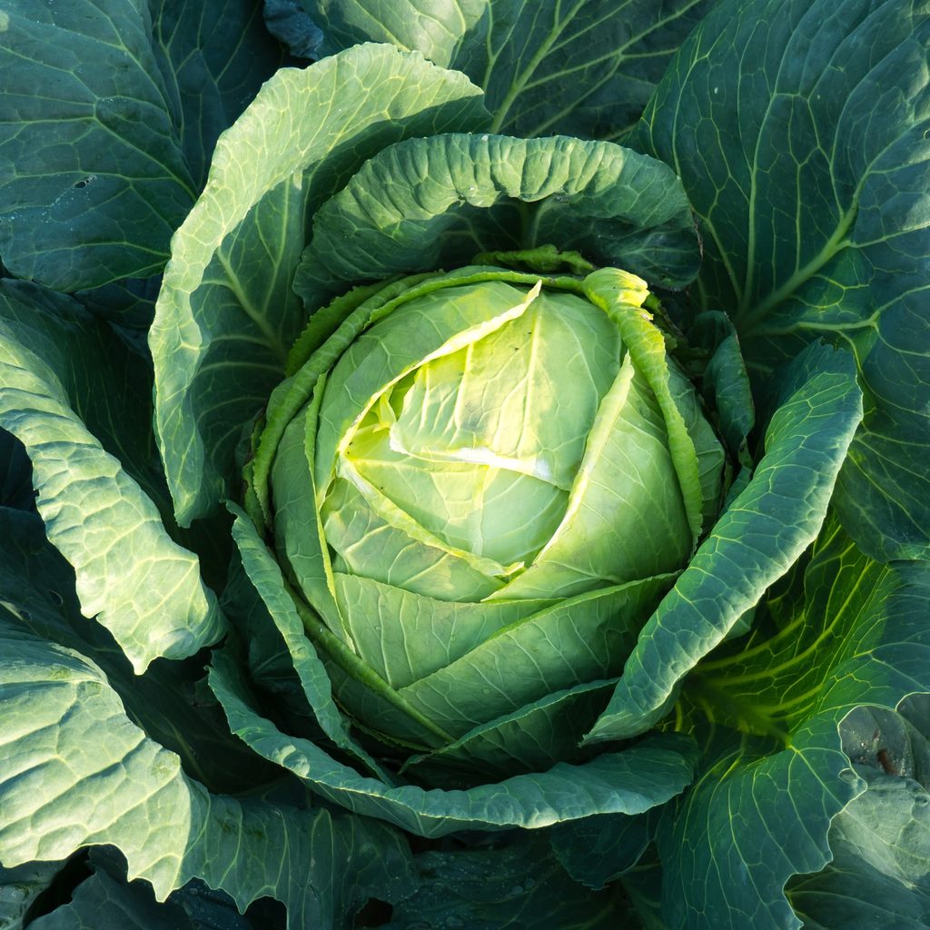 green cabbage