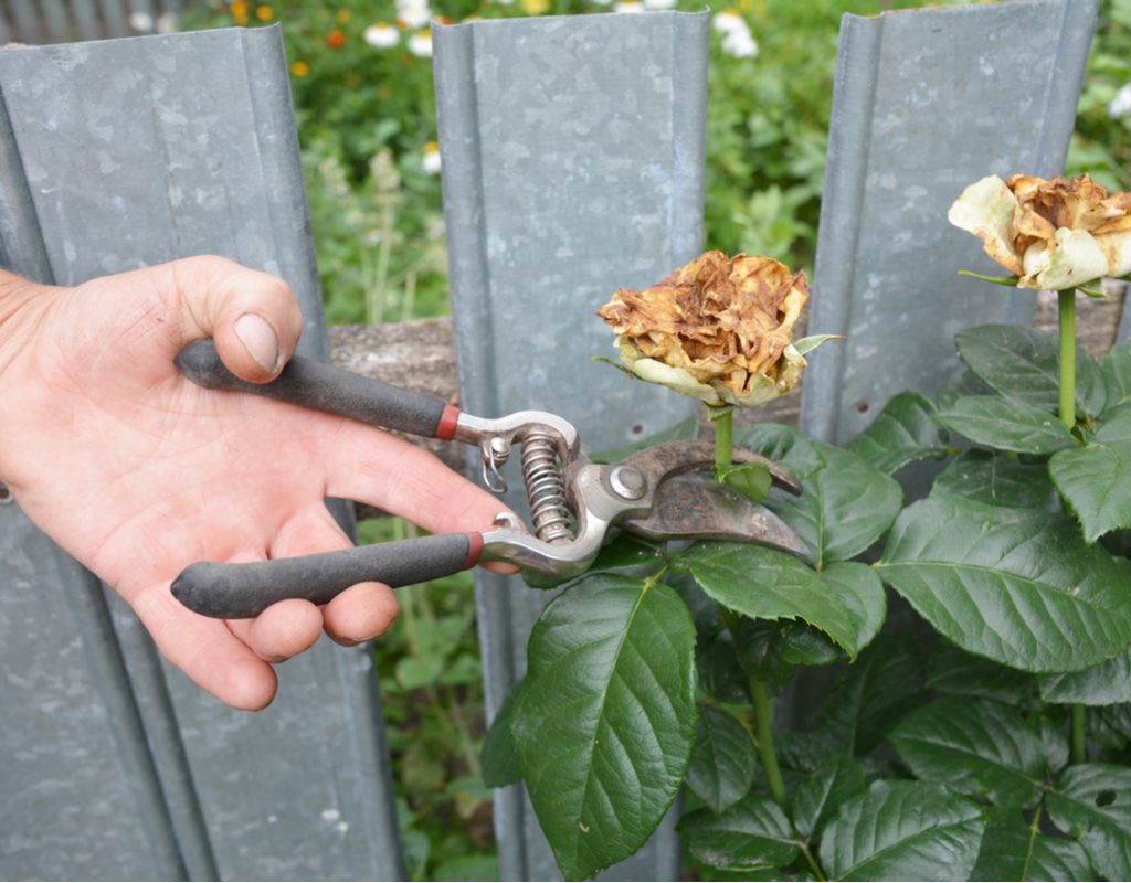Deadheading an old white rose with garden shears